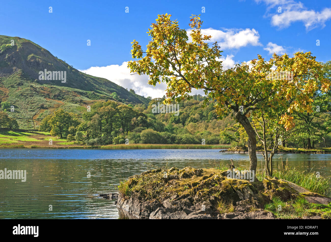 Lone Tree, Lake and Mountain, English Lake District, Rydal Water Stock Photo