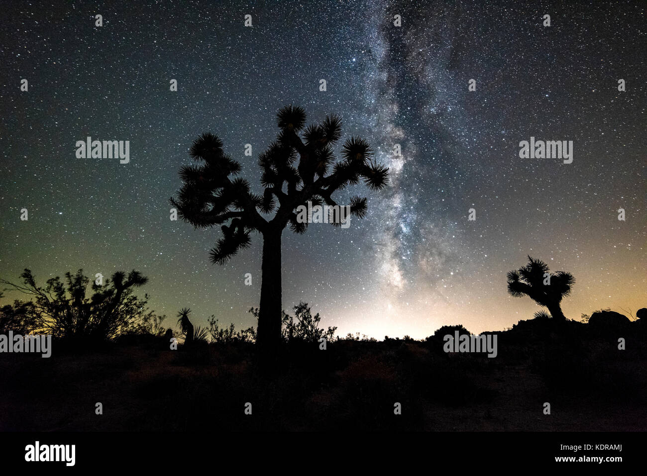 The night sky peppered with thousands of stars and the beautiful Milky Way, which hangs vertically over a Joshua Tree in in the Mojave desert. Stock Photo