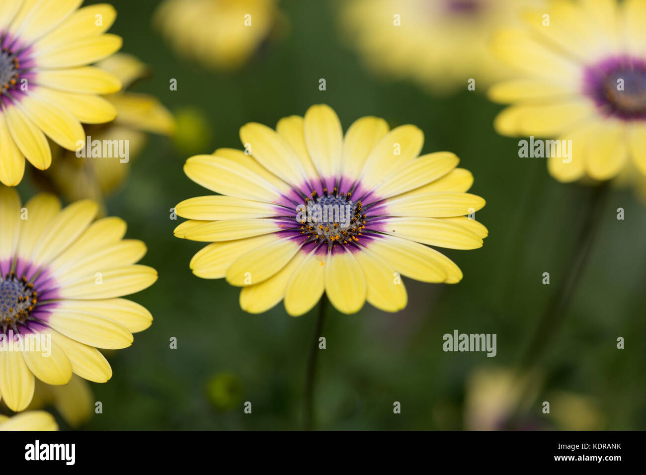 Osteospermum 'Sunny Amanda'  - African Daisy Stock Photo