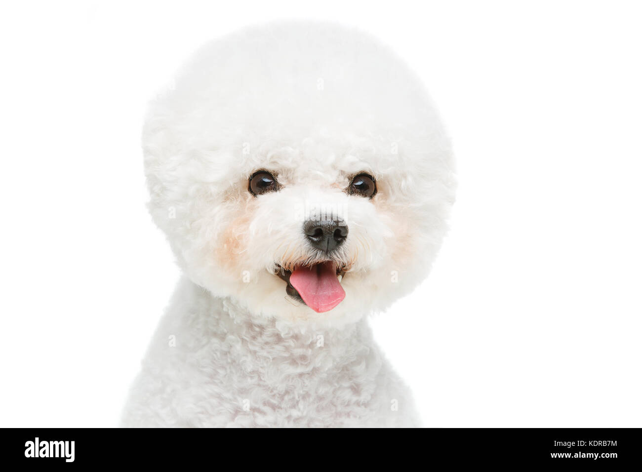 beautiful bichon frisee dog Stock Photo - Alamy