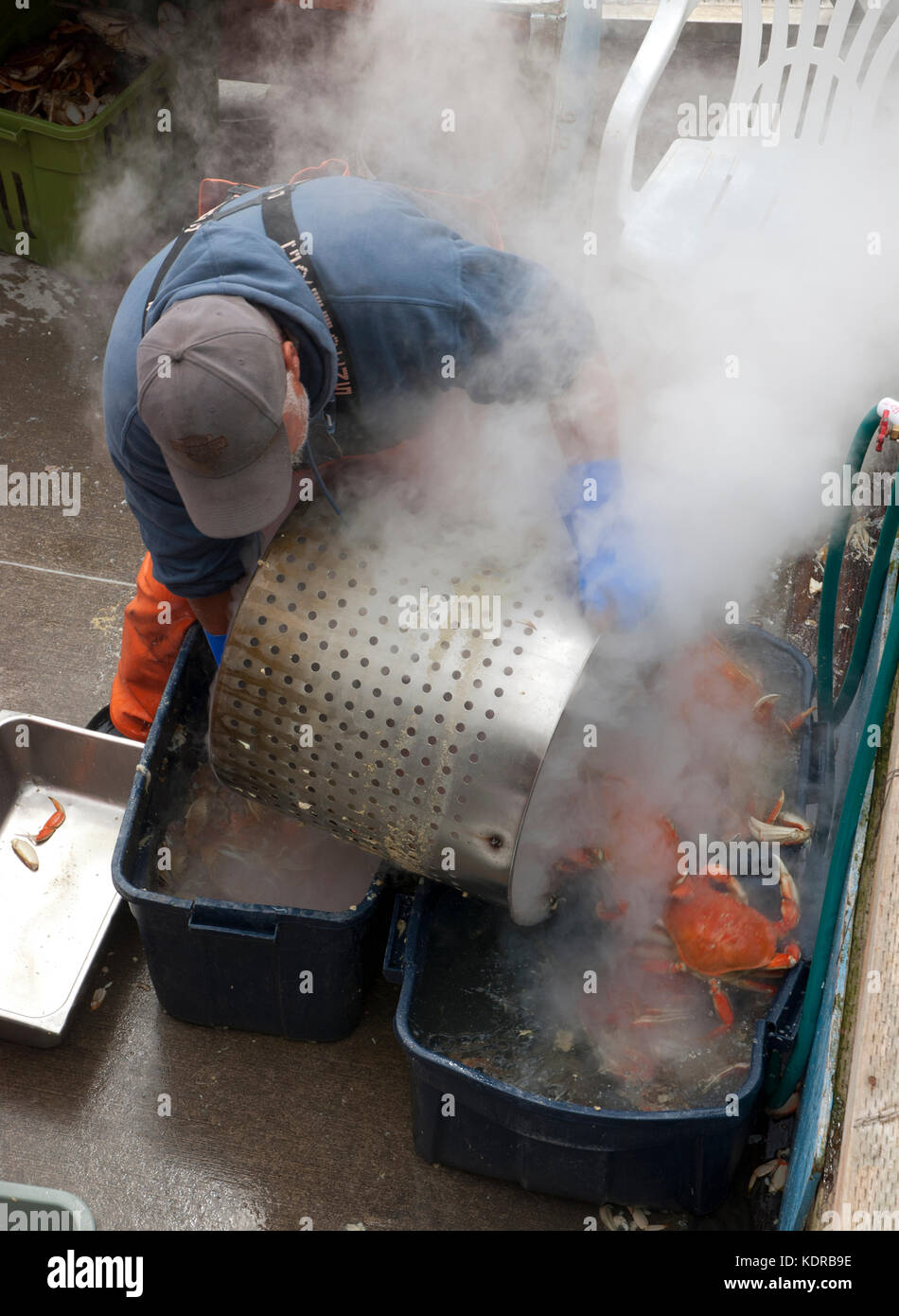 Crab boiling, Newport, Oregon Stock Photo Alamy