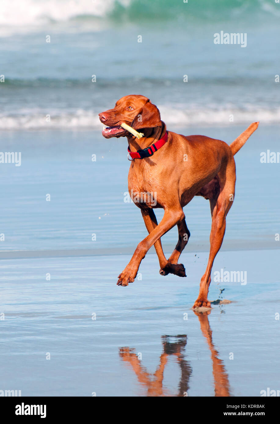 dog-run-on-beach-stock-photo-alamy