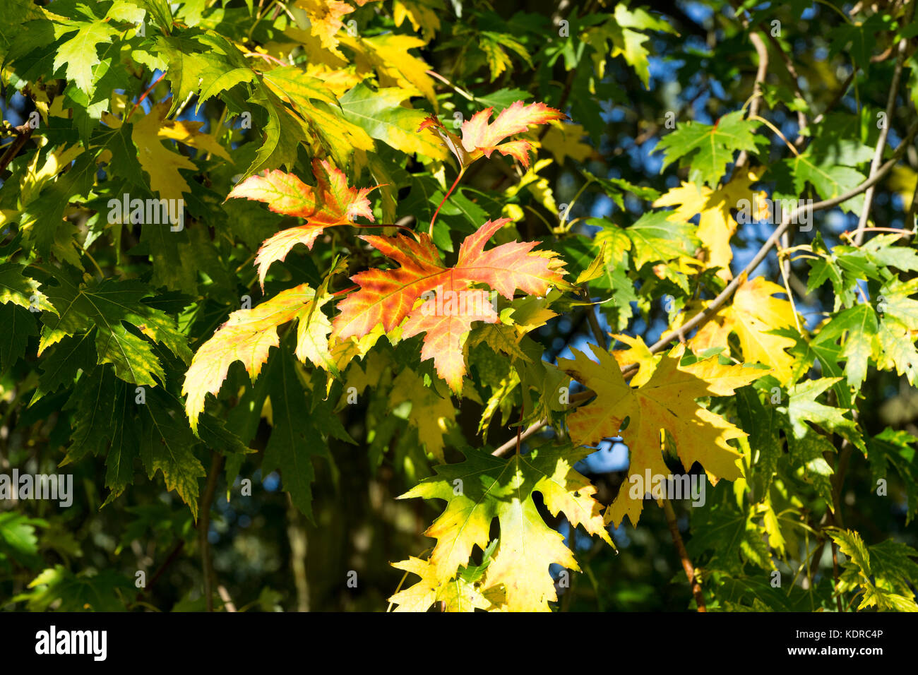Scarlet oak in autumn Stock Photo