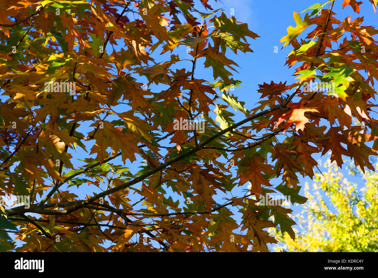 Scarlet oak in autumn Stock Photo