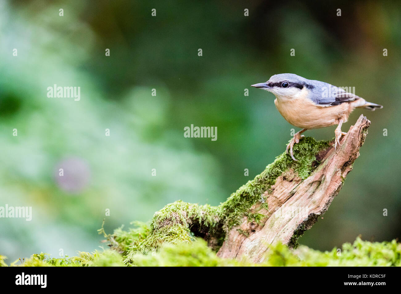 European nuthatch foraging on a cold autumn afternoon Stock Photo