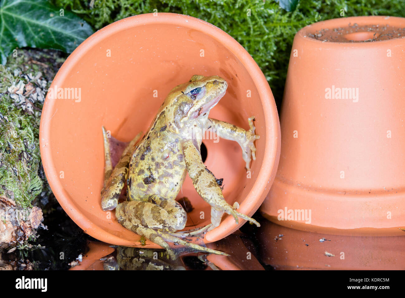 A common frog in autumn Stock Photo Alamy