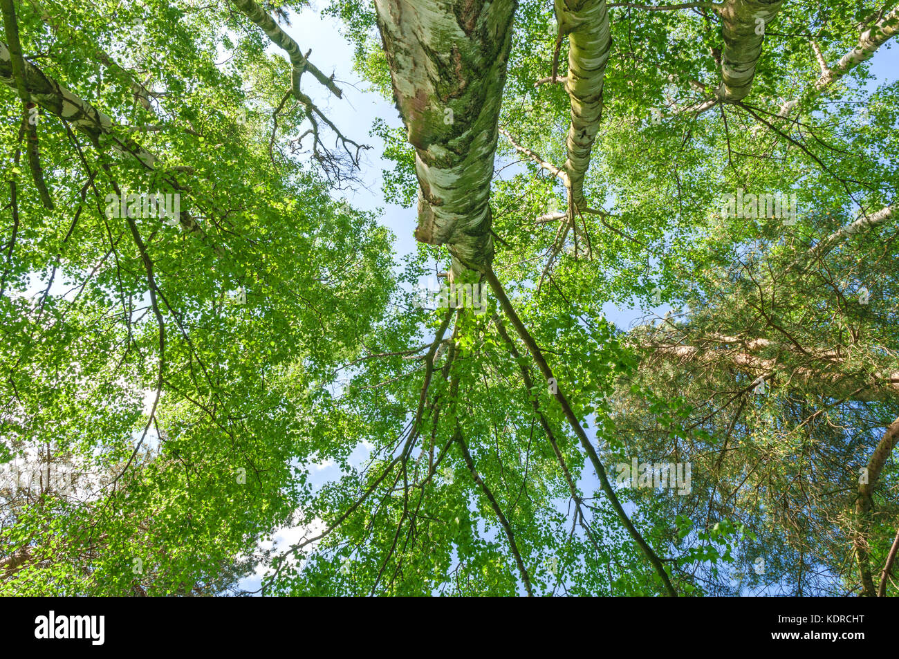 Tall Tree Forest Canopy Stock Photo