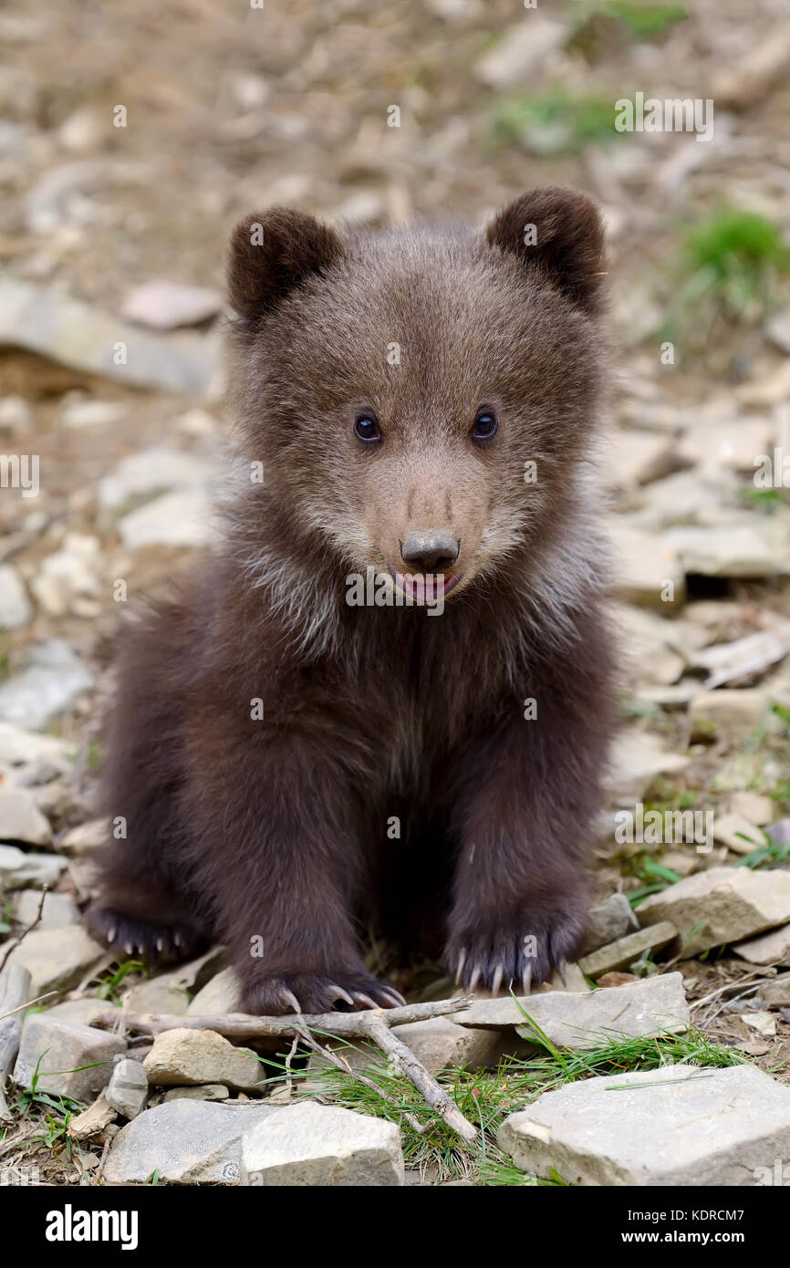 Wild brown bear cub closeup Stock Photo Alamy