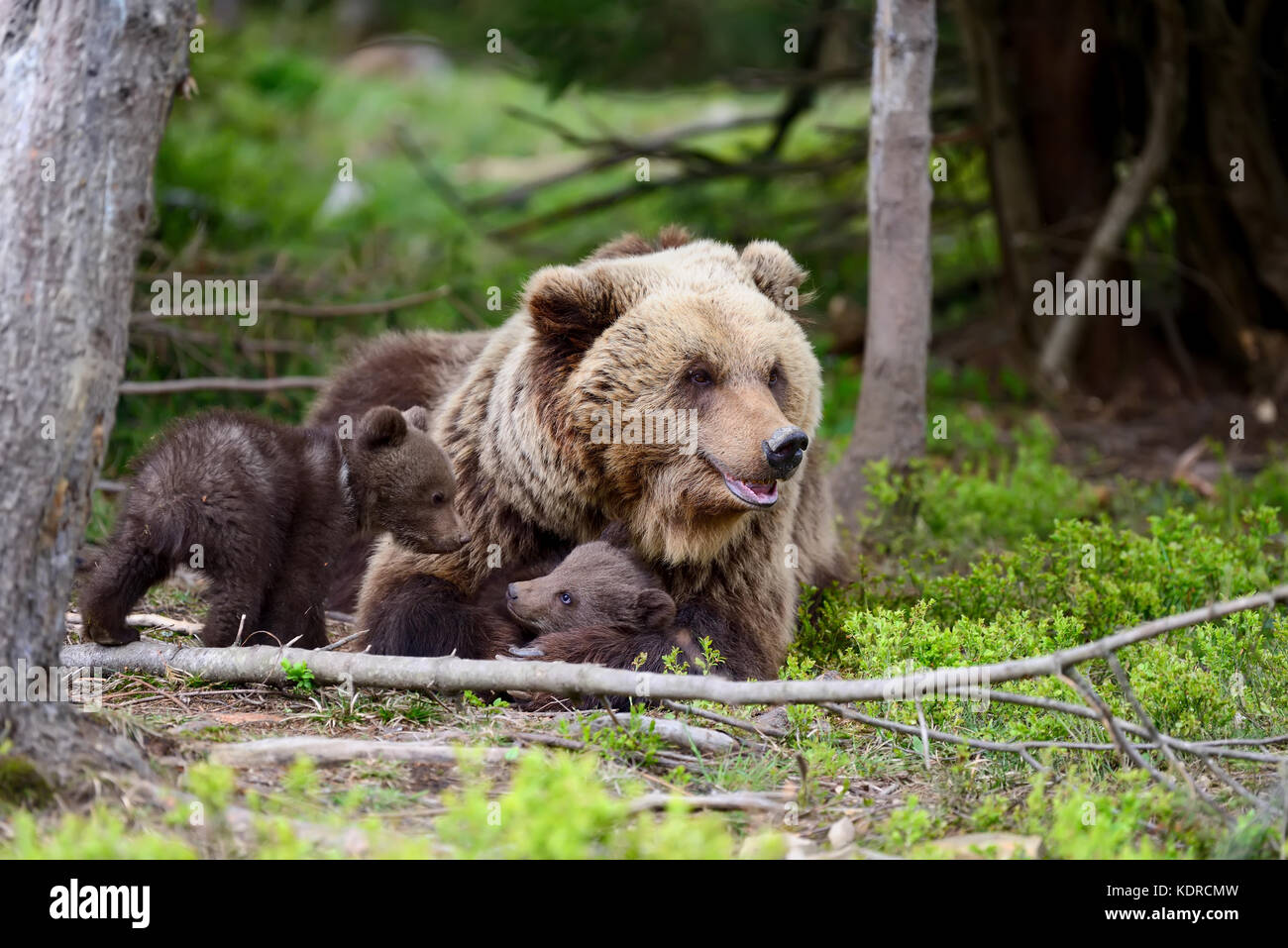 Brown bear with cubs in forest Stock Photo - Alamy
