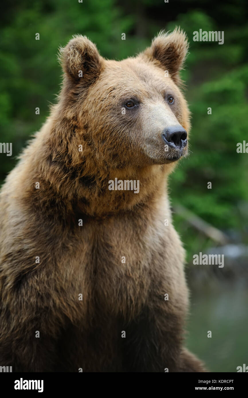 Big brown bear in the forest in the summer Stock Photo - Alamy