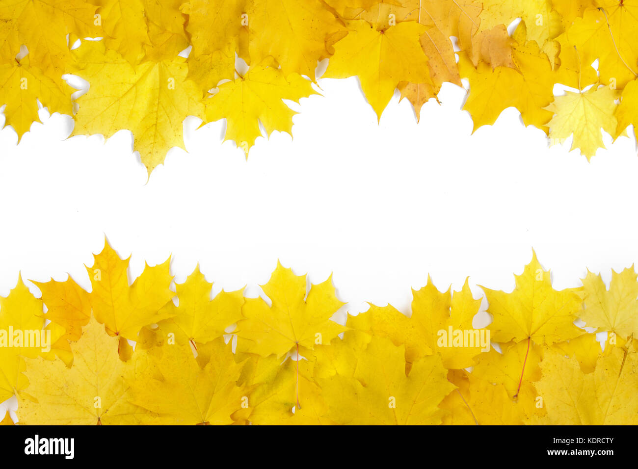 Yellow maple leaves frame with copy space isolated on white background ...