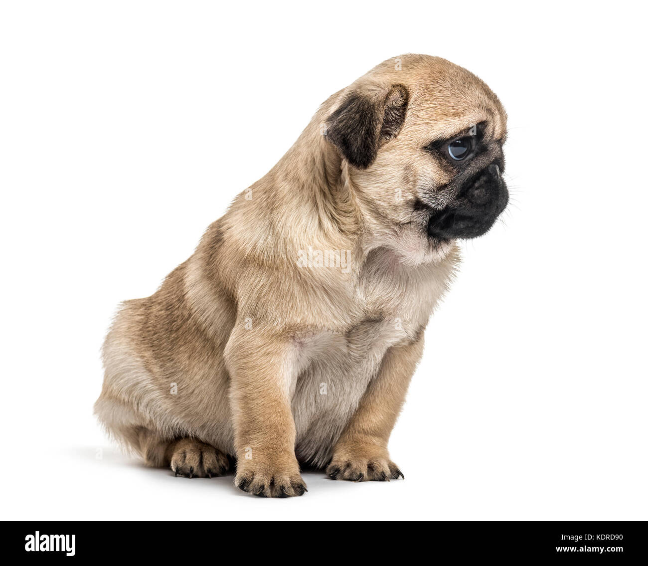 Pug puppy sitting, looking away, isolated on white Stock Photo - Alamy