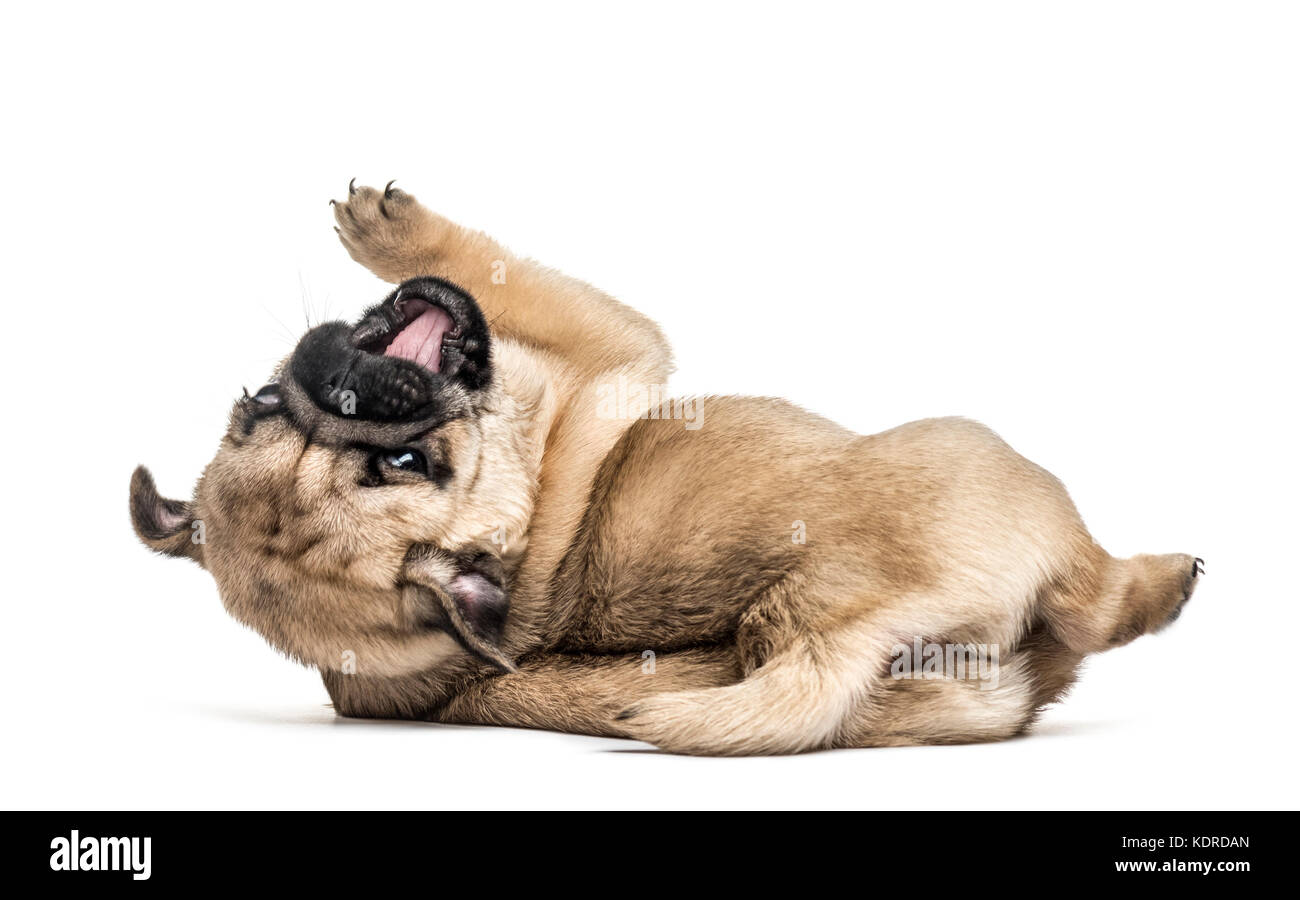 Pug puppy playing, isolated on white Stock Photo