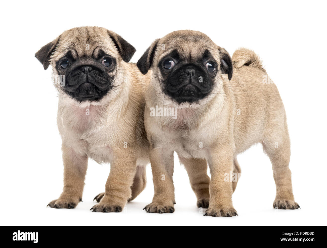 Pug puppies side by side, isolated on white Stock Photo - Alamy