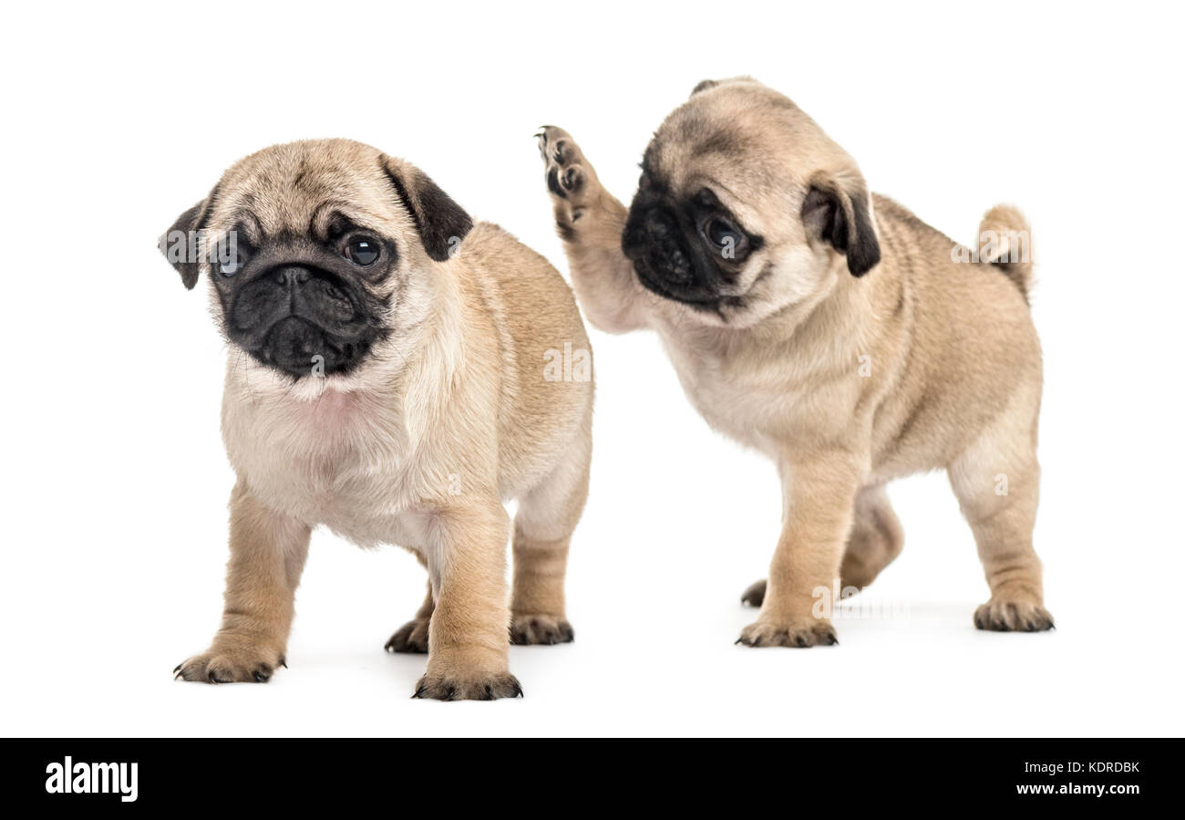 Pug puppies playing together, isolated on white Stock Photo