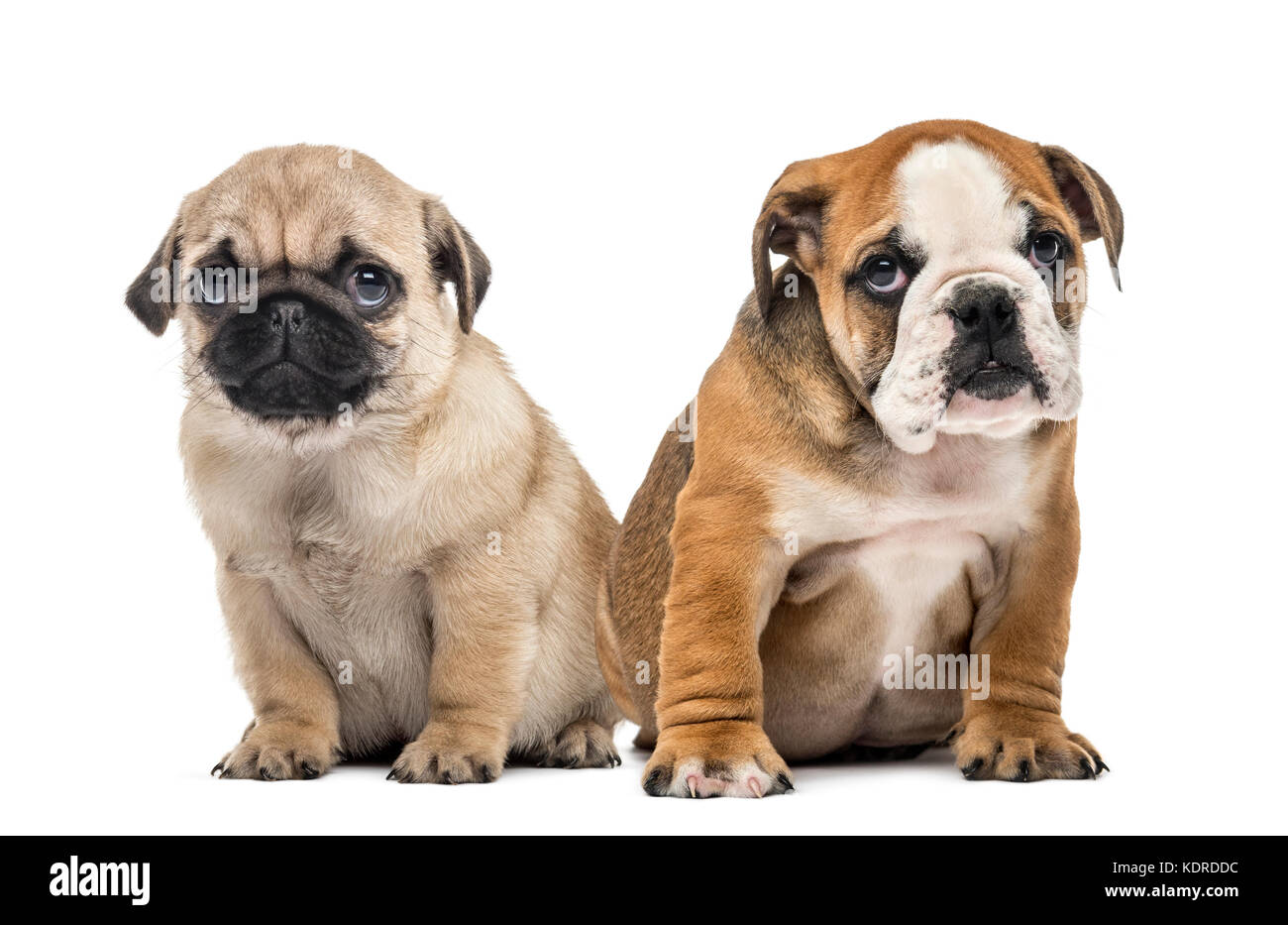 Pug and english bulldog puppies side by side, isolated on white Stock ...