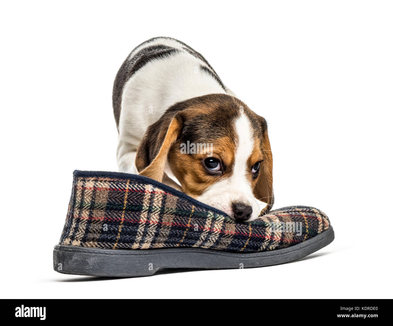 Jack russel puppy playing with a slipper, isolated on white Stock Photo