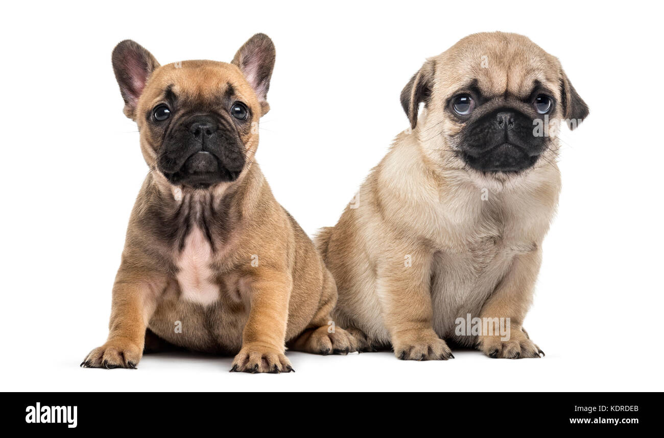 bulldog and pug puppies