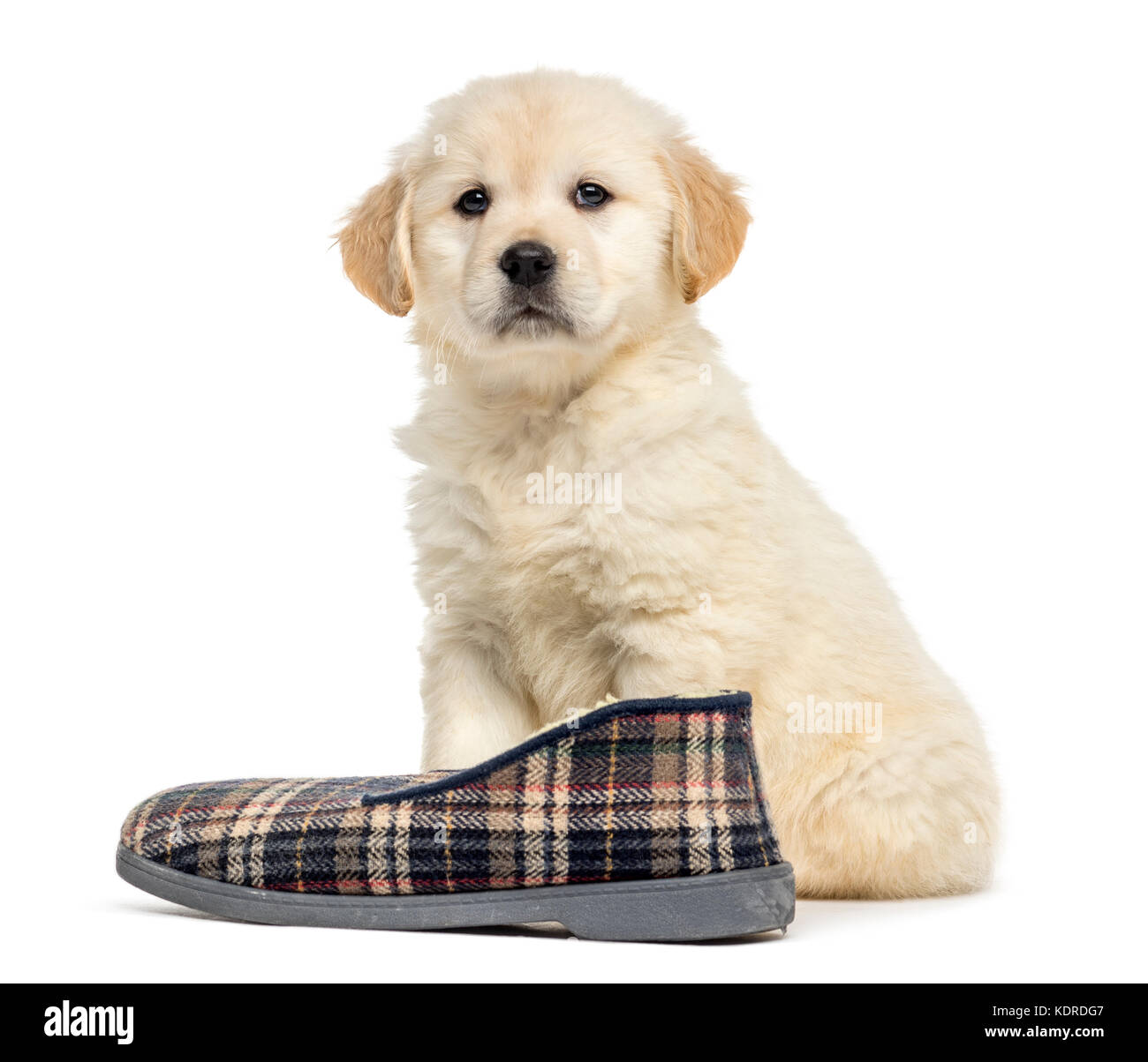 Retriever puppy sitting with slipper, isolated on white Stock Photo