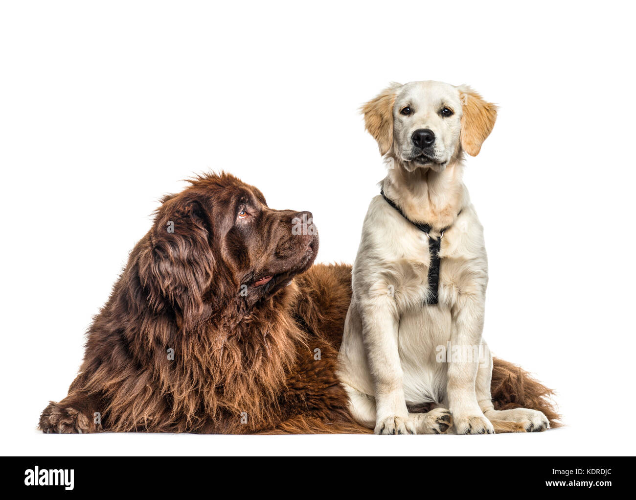 Newfoundland retriever cheap