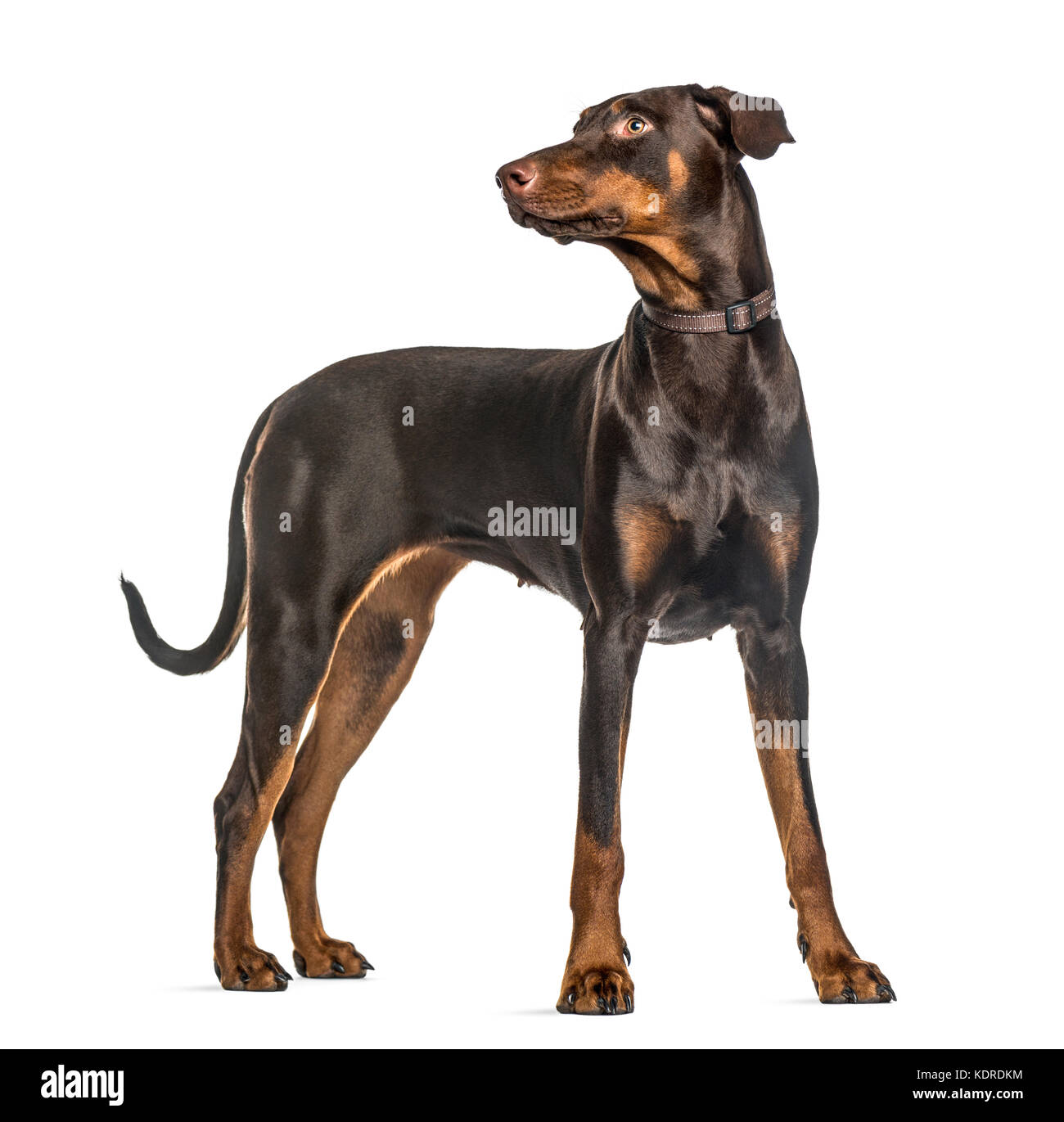 Doberman Dog Stand Isolated White Background Side View Stock Photo