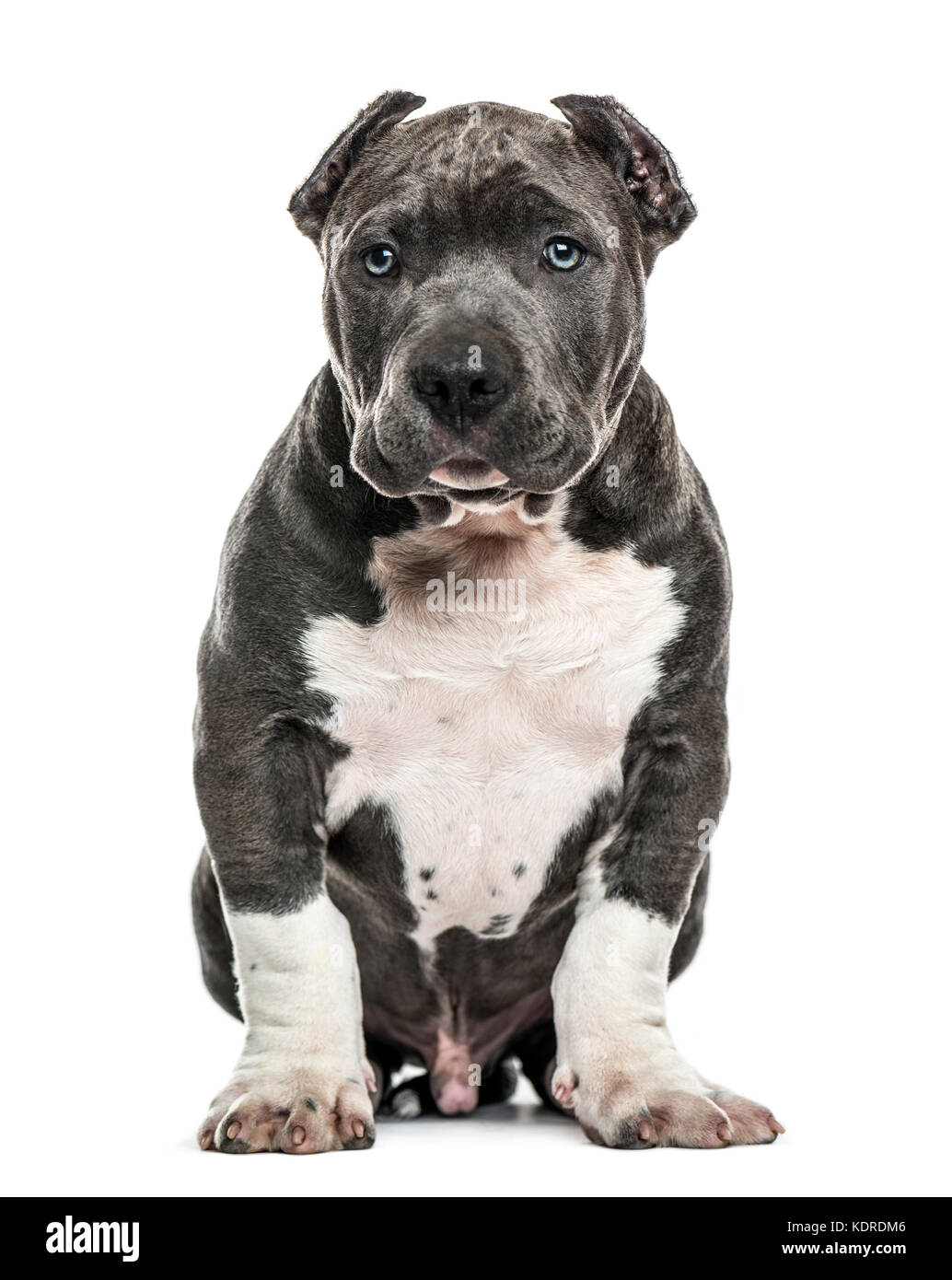 Dog mom American bully puppy dog, Pet funny and Cute Stock Photo - Alamy