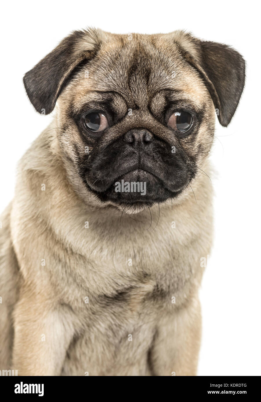 Close-up of a pug sitting, isolated on white Stock Photo - Alamy