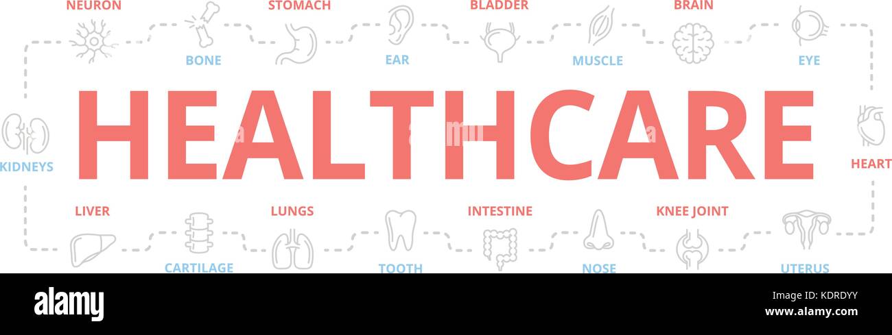 Vector organs and anatomy thin line banner for design concept ...