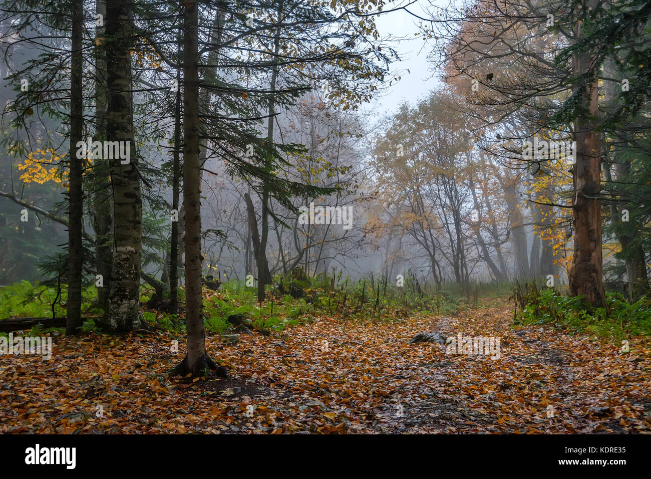 Scenic landscape of autumn forest Stock Photo - Alamy