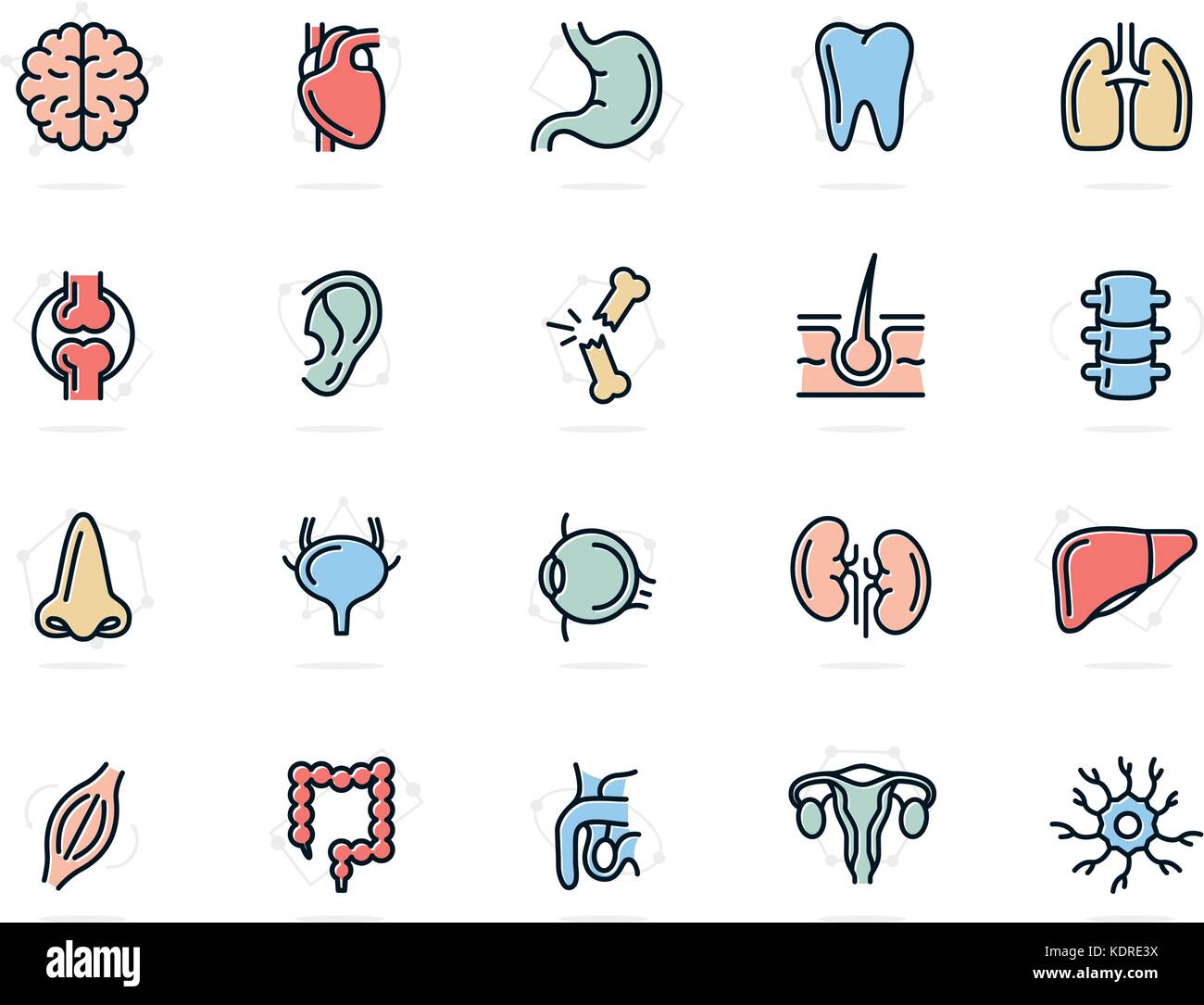 Set of vector anatomy and organs colored line icons. Neuron, penis ...