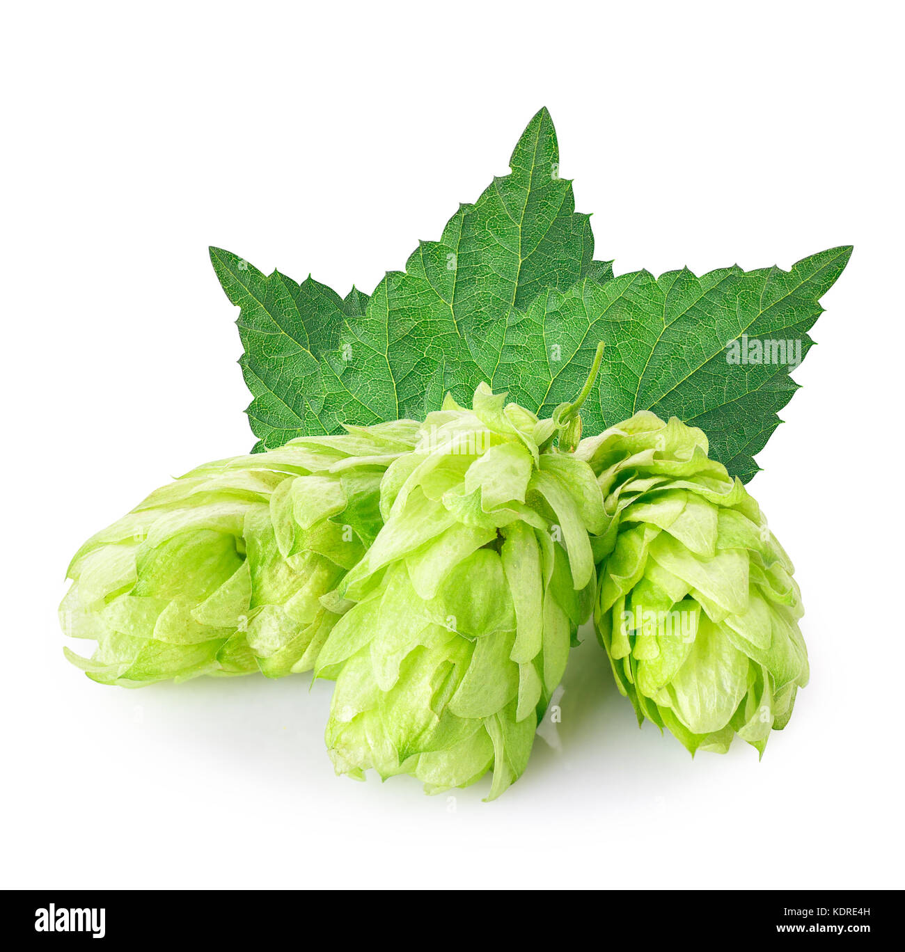 fresh green hop cones with leaves Stock Photo