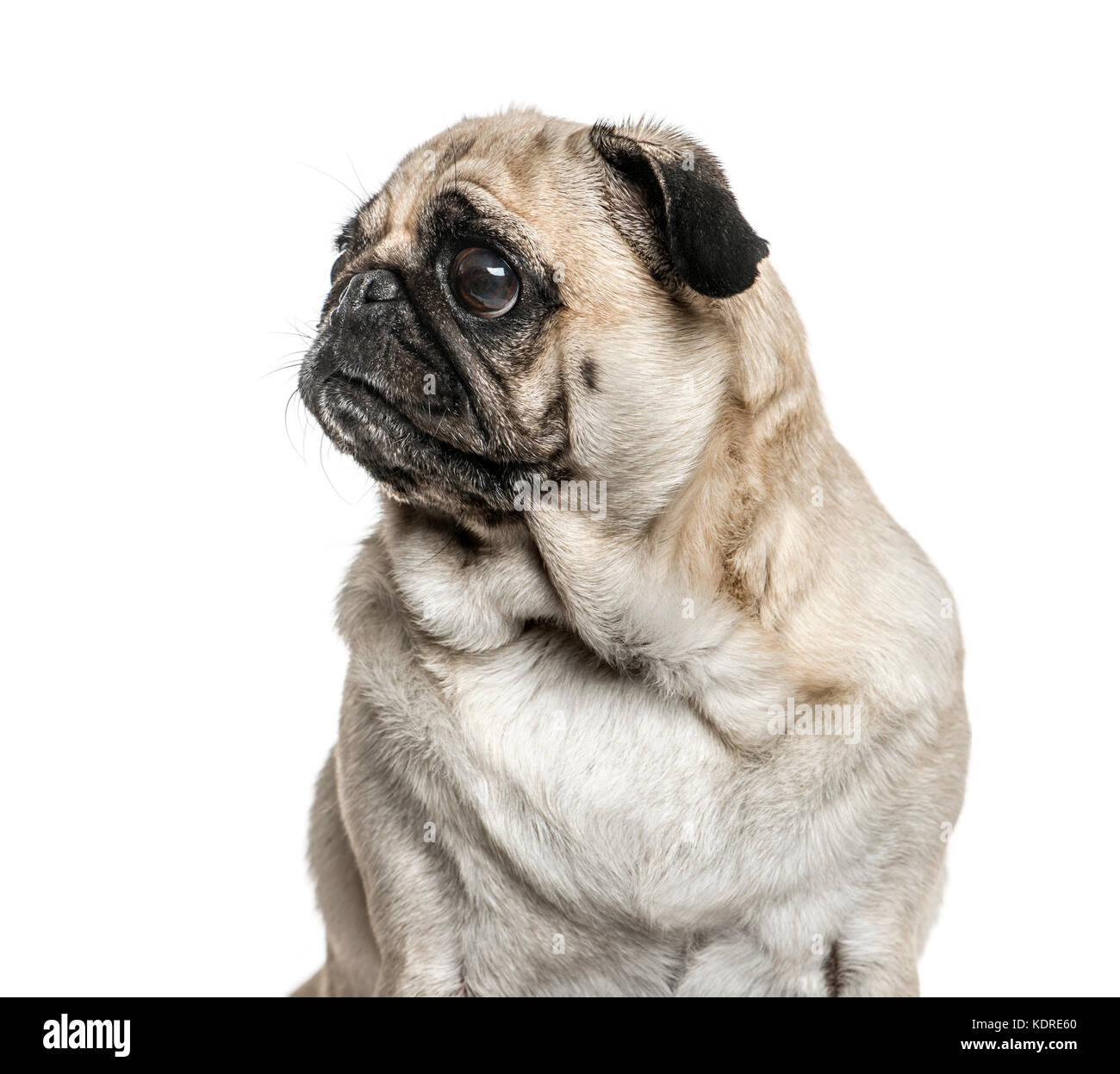 Close-up of a pug looking away, isolated on white Stock Photo - Alamy