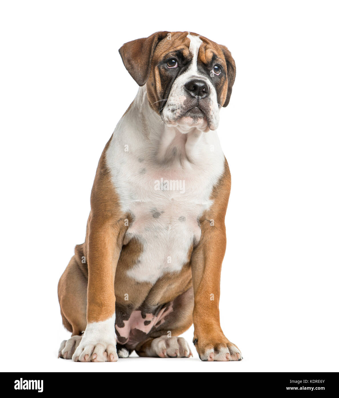 Are Boxers Related To Bulldogs