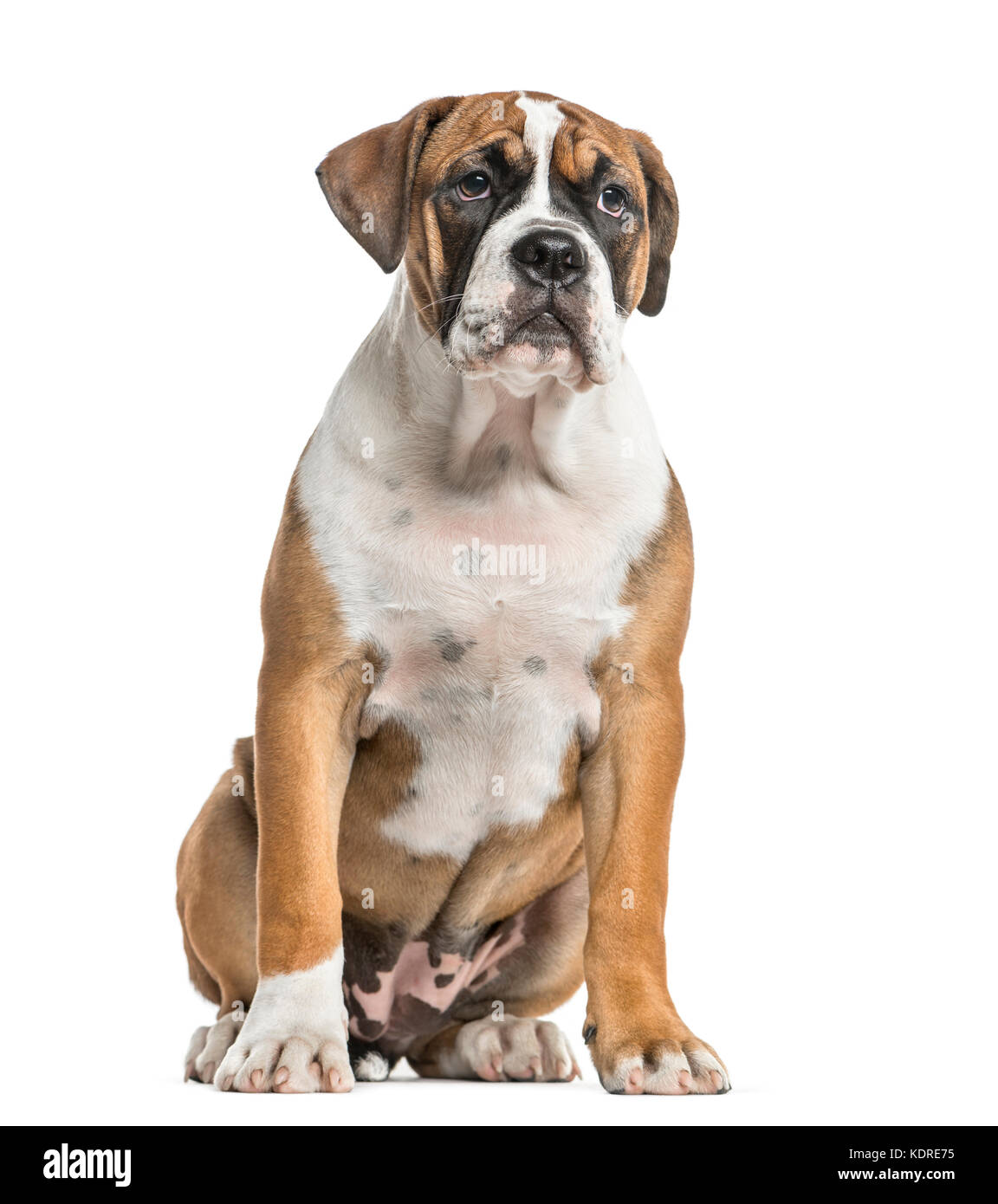 bernese mountain mini poodle mix