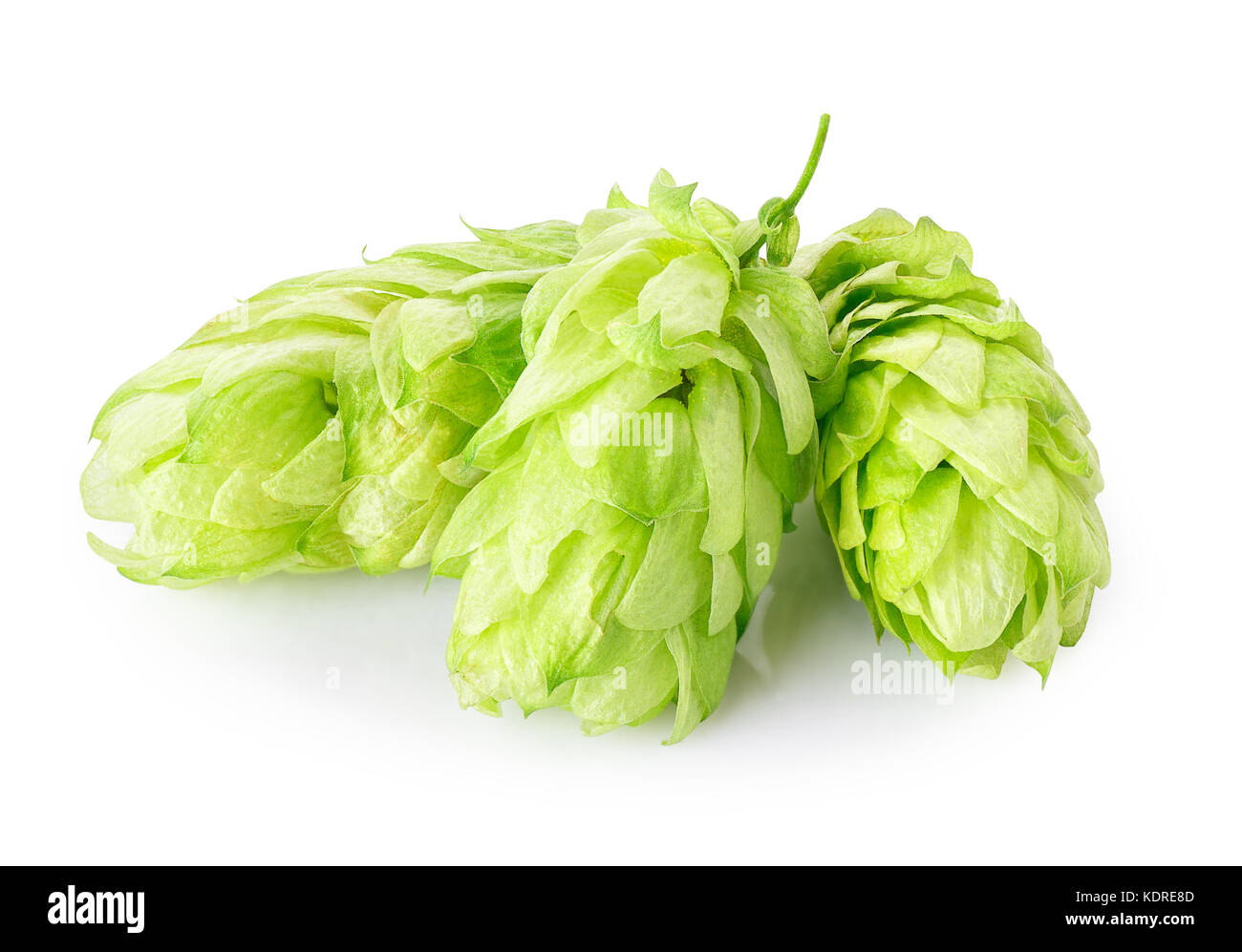 fresh green hop cones Stock Photo