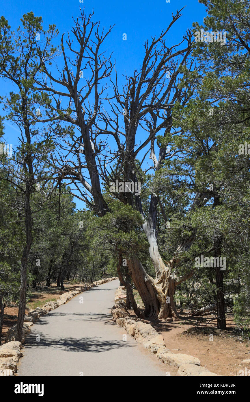 Dead tree trunk - Utah juniper (Juniperous osteosperma) on south rim of Grand Canyon Stock Photo