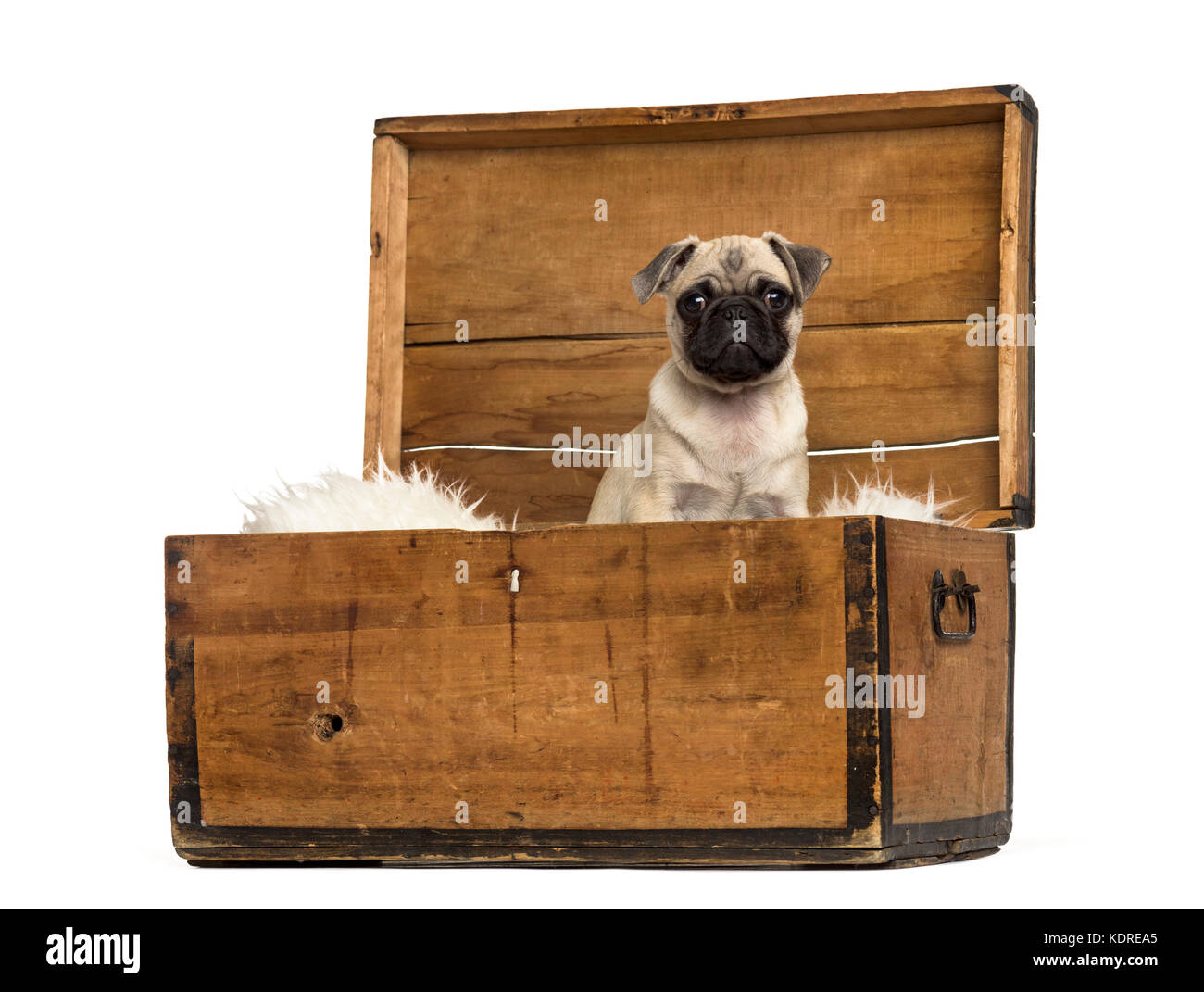 Pug sitting in a wooden chest, isolated on white Stock Photo - Alamy