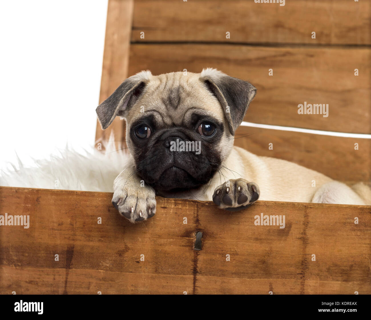 Close-up of a pug in a wooden chest, isolated on white Stock Photo - Alamy
