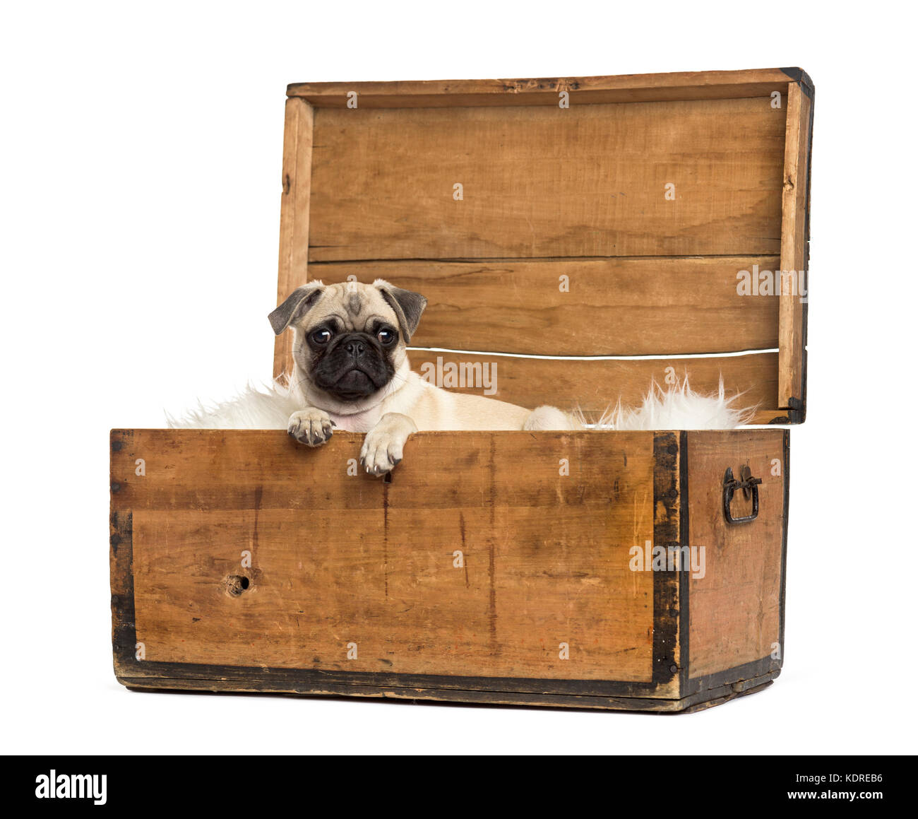 Pug lying in a wooden chest, isolated on white Stock Photo - Alamy