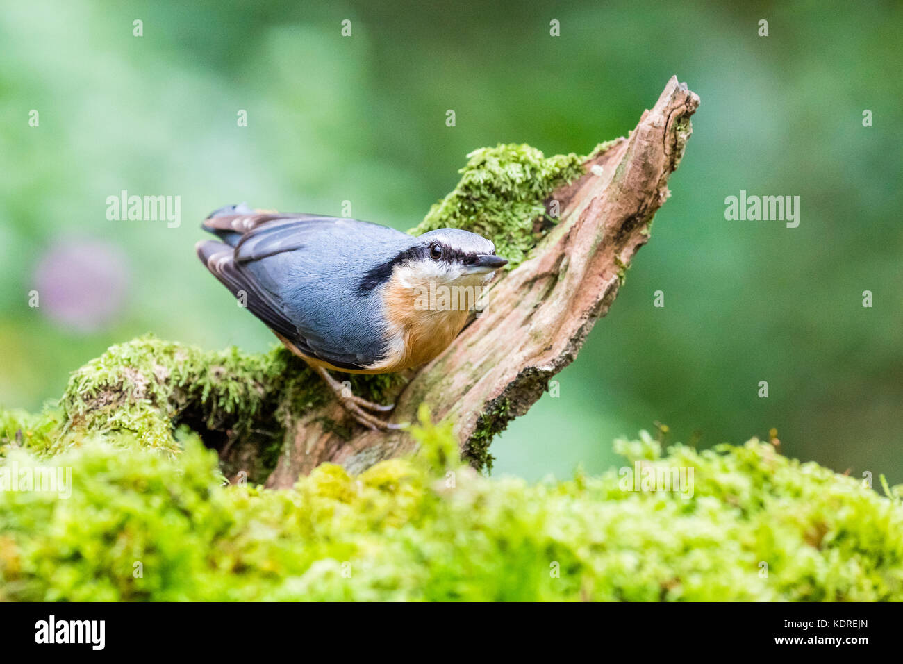 European nuthatch foraging on a cold autumn afternoon Stock Photo