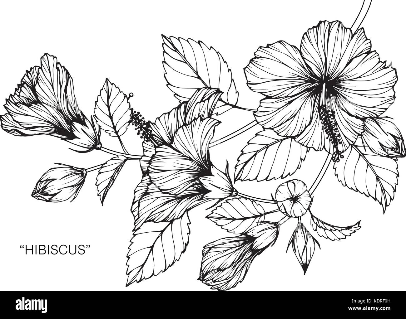 Hibiscus flower drawing illustration. Black and white with line art
