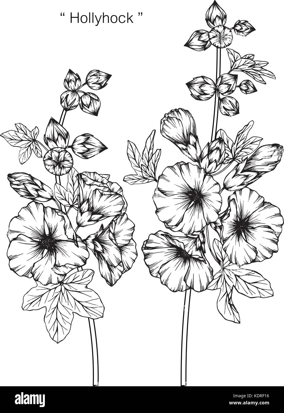 Hollyhock flower drawing  illustration. Black and white with line art. Stock Vector