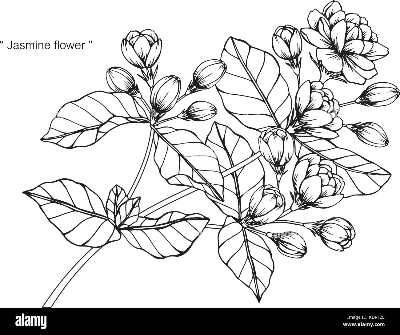 Drawing Myosotis scorpioides Sketch, jasmine flower transparent background  PNG clipart | HiClipart