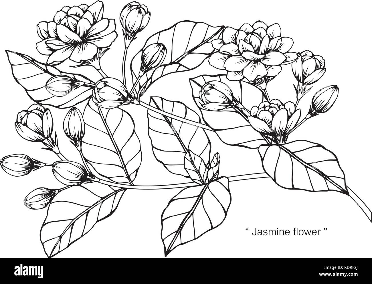 Jasmine flower drawing  illustration. Black and white with line art. Stock Vector