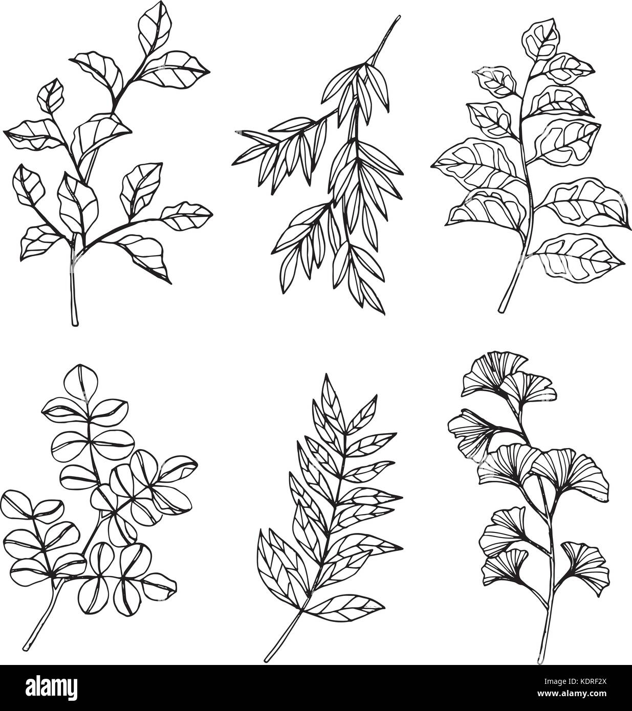 collection of leaves drawing and sketch with line art on white backgrounds KDRF2X