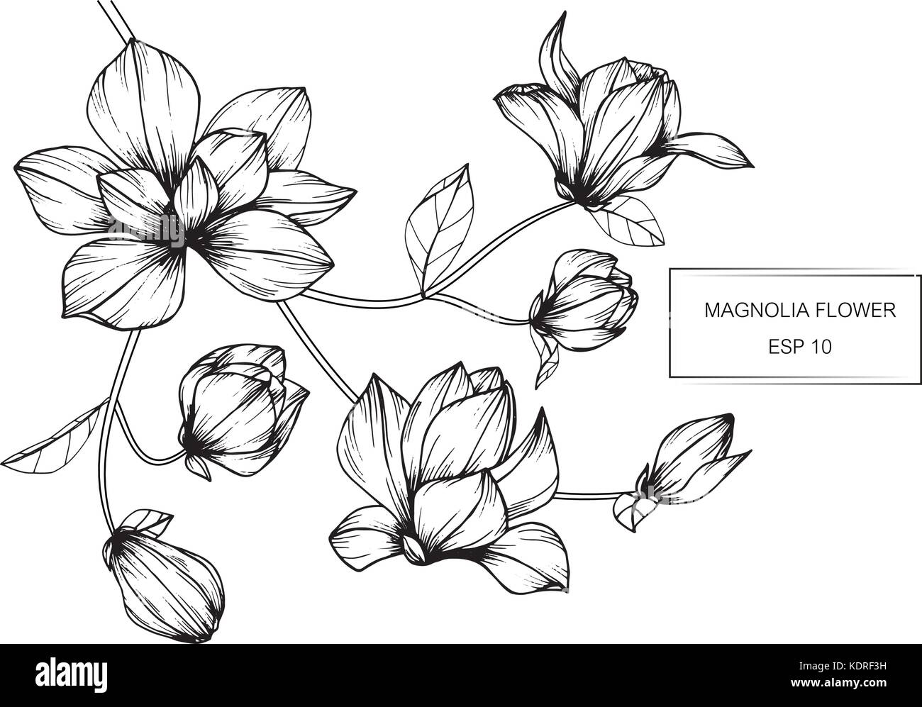 Magnolia flower drawing illustration. Black and white with line art Stock  Vector Image & Art - Alamy