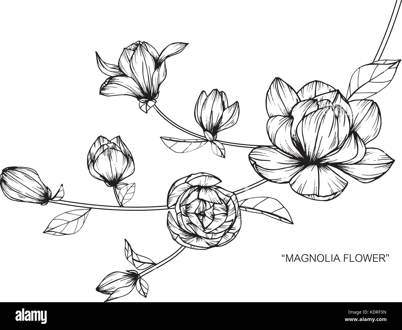 Magnolia flower drawing illustration. Black and white with line art