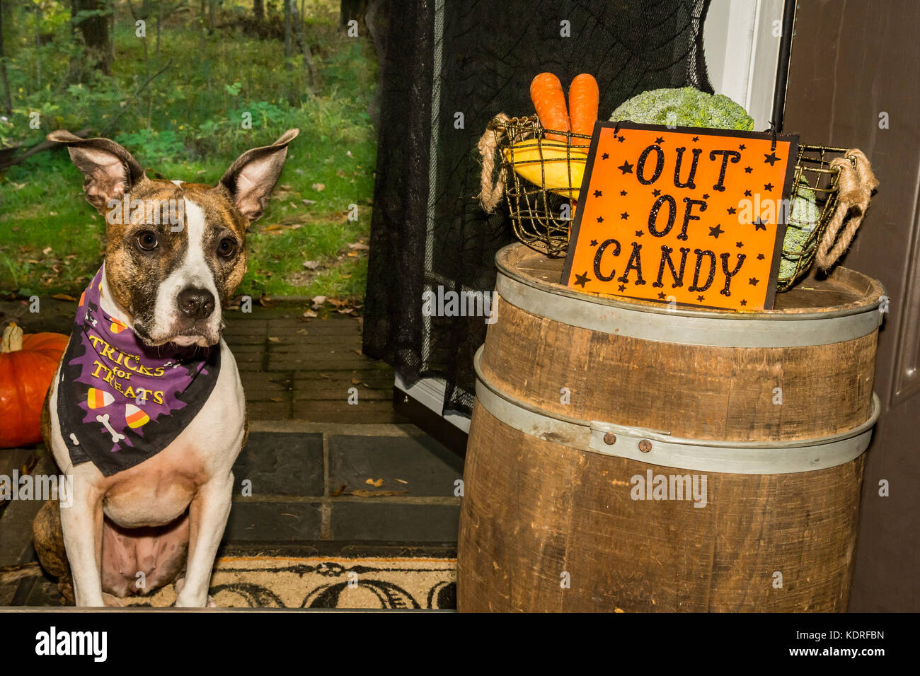 Out Getting Candy Out of Halloween Candy Stock Photo - Alamy