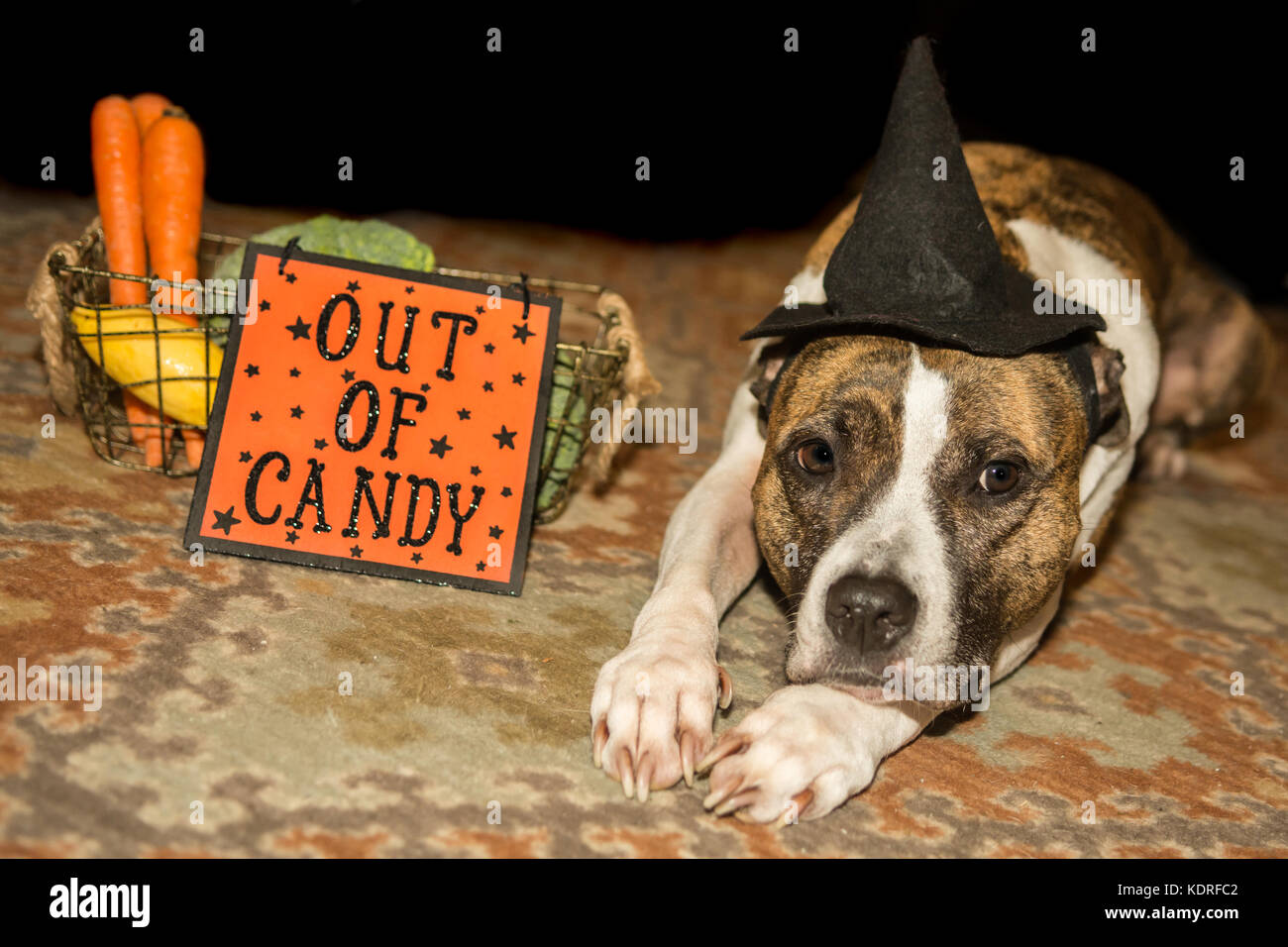 Out Getting Candy Out of Halloween Candy Stock Photo - Alamy
