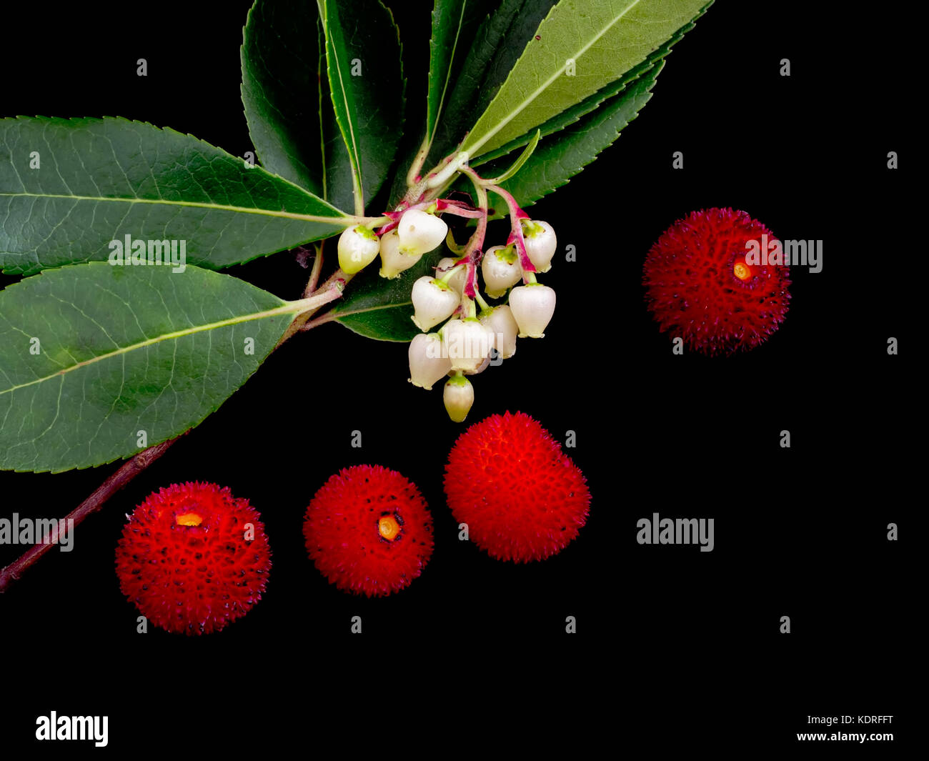 Wild Arbutus unedo, Strawberry Tree. Flowers and fruit appear at the same time.. Stock Photo